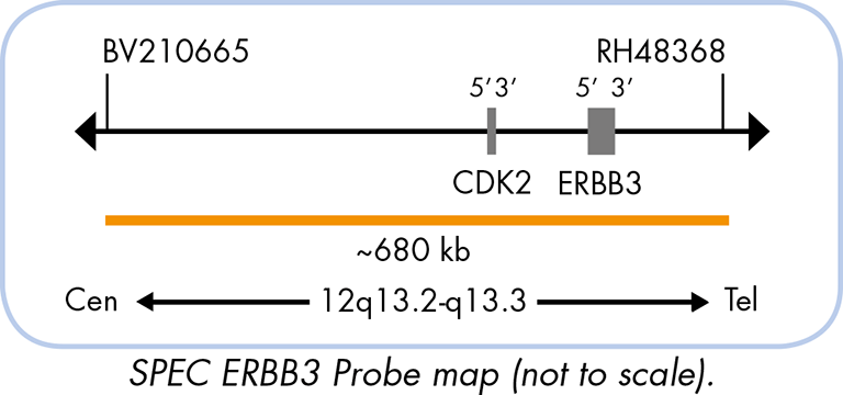 ERBB3